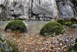 dominique delfino,photographe naturaliste et animalier,haut doubs,barrage du refrain