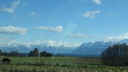 loup,jura,prédateurs,retour du loup,massif jurassien,foncine le haut