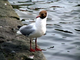 Larus ridibundus21.jpg