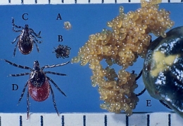 1_I_scapularis_Dr_James_Ochi-1.jpg