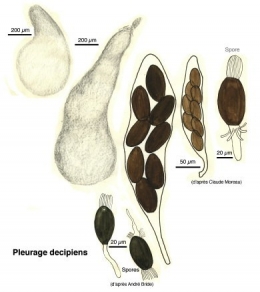 Champignons_coprophiles_038-11.jpg