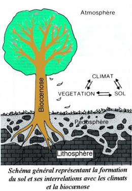 thise,forêt de thise,forestologie,sylviculture,jura,hêtre,chêne,office national des forêts,écologie forestière