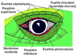 iguane03_oeil-1.jpg