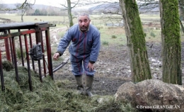 loup,vosges,lorraine,haute-saône,jura,prédateurs,retour du loup,massif jurassien