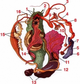 escargot_Anatomie-07-1.jpg