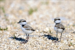 le petit gravelot,oiseaux,dominique delfino,doubs,pays de montbéliard