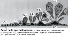 Fig_I_spermatogenèse1.jpg