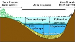 2-0_zonation spatiale lac profond_0-1.jpg