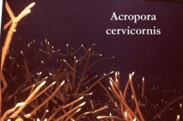 35Acropora cervicornis1-1.jpg