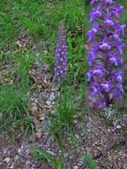 Orchis tacheté (Dactylorhiza maculata)_02121.jpg