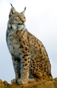 Lynx-Vosges-logo.jpg