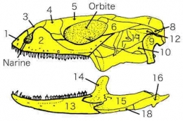 iguane08_crane-1.jpg