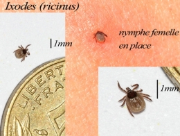 tique,ixode,maladie de lyme,parasitologie,ectoparasites,vecteurs de maladie,acariens,arachnides,arthropodes