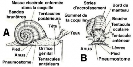 escargot-morphologie-externe11.jpg