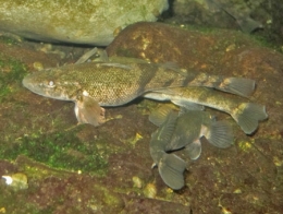 poissons,rivière,pêche,doubs,rhône,loue,durance,ardèche,drôme