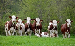 vaches-Delfino-450.jpg