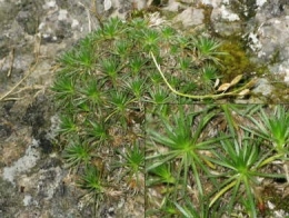 Drave faux-aïzoon (Draba aizoides)_01061.jpg