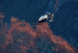 marée noire,dispersants,deepwater horizon,coredit 9500,golfe du mexique,bp,british petroleum,plateforme pétrolière,pétrole offshore,floride,louisiane,bayous,oiseaux marins