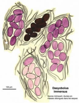 Champignons_coprophiles_023-11.jpg