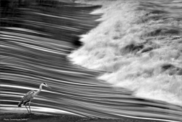 dominique delfino,photographe naturaliste et animalier,doubs,héron cendré,laissey,vallée du doubs,