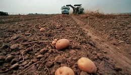 greenpeace_patate-1.jpg