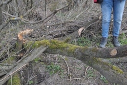 castor fiber,castor canadensis,bièvre,pascal juif