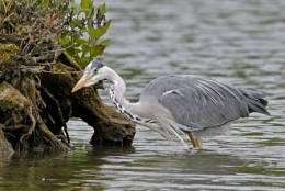 dominique delfino,photographe naturaliste et animalier,franche-comté,héron cendré