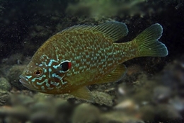 Lepomis-gibbosus-1.jpg