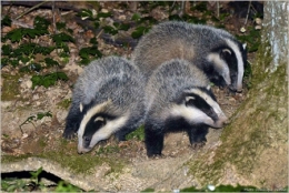 blaireau,dominique delfino,photographe naturaliste et animalier