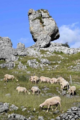 Moutons-du-causse-Méjean-450.jpg