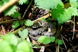 Natrix-natrix©M.Cottet_Cusance-450_1mai13.jpg