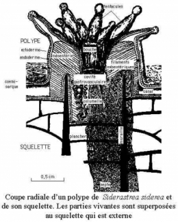 01polype Siderastrea-1.jpg