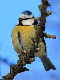 mésange charbonnière,mésange bleue,mésange à longue queue