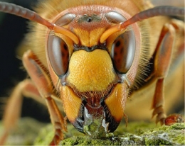 espèces invasives,frelon asiatique,abeilles,piègeage,dioxyde de soufre