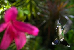 5-colibris-1.jpg