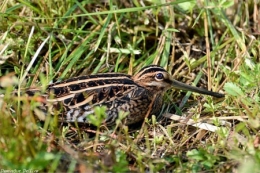 bécassine des marais,dominique delfino,photographe animalier,photographie animalière,