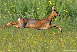 dominique delfino,photographe naturaliste et animalier,chevreuil