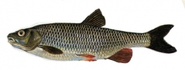 chevaine05-1.jpg