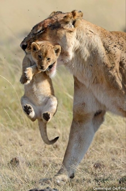 dominique delfino,photographie animalière,lion,masaï mara,