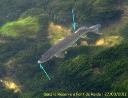 poissons,maladies,pathologie des poissons,doubs,doubs-franco-suisse,montbéliard