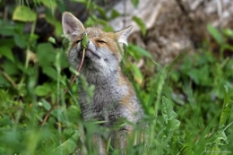 dominique delfino,photographe naturaliste et animalier,renardeaux,pays de montbéliard,plateau de brognard