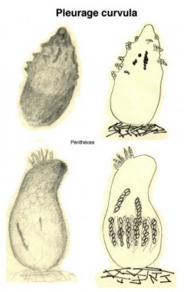 Champignons_coprophiles_041-11.jpg