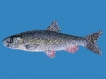 Chevesne1_logo.jpg