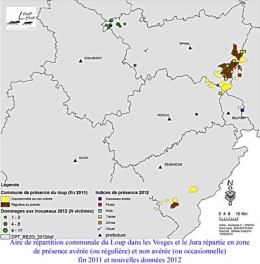 loup,vosges,lorraine,haute-saône,jura,prédateurs,retour du loup,massif jurassien