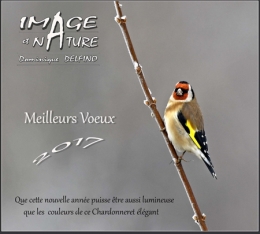 dominique delfino,photographe naturaliste et animalier,chardonneret