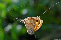 dominique delfino,photographe naturaliste et animalier,papillon,araignée,toile d'araignée