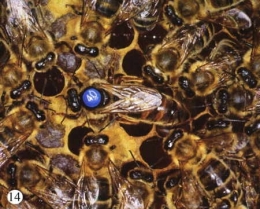 abeilles,pathologie des abeilles,nosema,gaucho