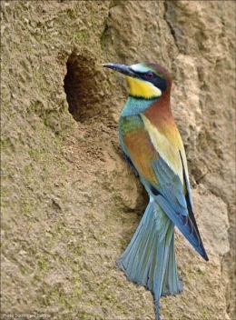 dominique delfino,photographe naturaliste et animalier,guêpier d'europe,pays de montbéliard