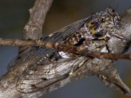 insectes,homoptères,cigale,cicadidés,cicadidae