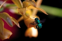 2-abeille-a-orchidees-1.jpg